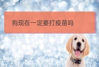 现在照顾河南宠物美容培训狗必须打预防疫苗吗:狗疫苗怎么打