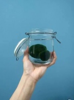 在家里让人喜爱的海藻球宠物植物，只需要一点清水就能存活