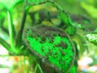 草缸常见藻类的介绍（三）
