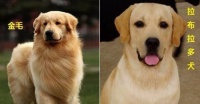 这三对常见的宠物犬，你能分的清吗？堪称宠物犬中的双胞胎！