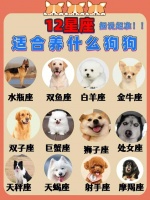 单身的男生适合养什么宠物（单身男性养什么宠物最好）