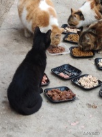 哪里有领养猫咪的啊？