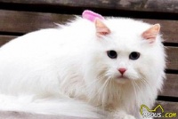猫怎么养养猫注意事项有哪些