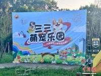 为什么宠物正在成为当代人的“生活搭子”？