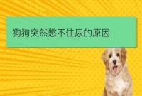 狗症状病因:狗憋了16个小时尿会怎么样