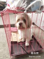 济宁宠物托运