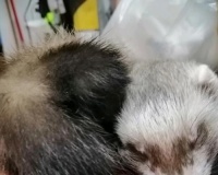 软萌黏人的宠物貂——安格鲁貂（闻香识人的小调皮，宠爱无限的小伙伴）