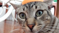 小孩与宠物猫接触后头秃！如何健康的养宠物？