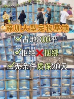深圳哪里可以买到品相好的柴犬？深圳这里的柴犬品质优良！