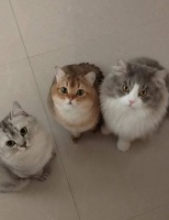 爆款主食冻干大PK！全方面测评K9、希喂、SC，到底谁更出色？