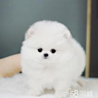 【宠物赠送博美信息】