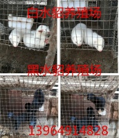 中山大概宠物狐狸小崽多少钱一只