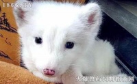 宠物狐多少钱 宠物狐价格