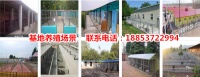 滦县宠物市场