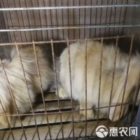 [垂耳兔批发]垂耳兔 宠物兔价格45元/只