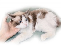 撸猫也有风险？绍兴小李被猫抓后得“怪病”，医生提醒