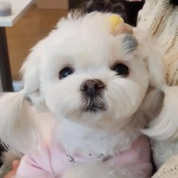 什么狗狗可爱又好养