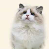 宠物网,宠物猫,宠物狗,波奇宠物 – 波奇宠物网