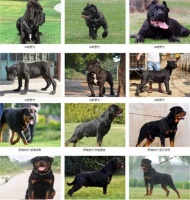 福州哪里有出售泰迪犬的附近宠物店在哪里