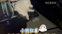 在广东，宠物友好是认真的！