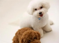 宠物犬常见的20个品种，你都见过哪些呢