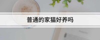 普通的家猫好养吗