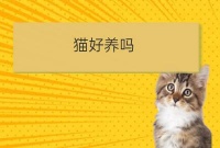 天津宠物美容培训猫好照顾吗:蓝猫好养吗