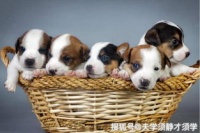东北有什么宠物市场