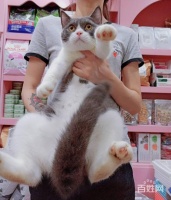 沈阳卖猫的宠物店在哪（沈阳哪儿有卖猫的）