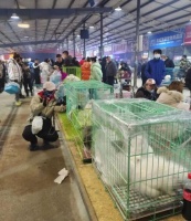 沈阳宠物市场（沈阳宠物市场搬哪去了）