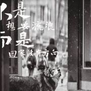 北京无偿领养编号： ...