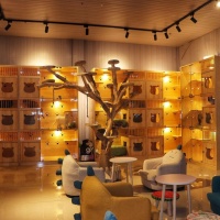 【DALDA达拉德猫院(赛罕万达店)】DALDA达拉德猫院(赛罕万达店)电话，DALDA达拉德猫院(赛罕万达店)地址