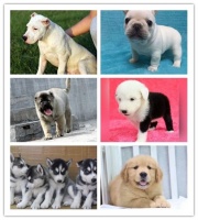 涪陵卖拉布拉多的犬舍养狗场电话