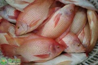 鱼类繁殖后代有几种方式？分别是什么？