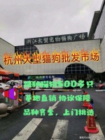 杭州买狗买猫的地方在哪里？（杭州）这家宠物店良心推荐，信誉高