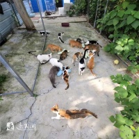 沭阳这里的小猫免费领养！