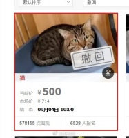 江苏狸花猫法拍被撤回，起拍价500元6528人报名，已在宠物店寄养两年多