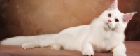 宠物猫如何办理猫证 可持身份证等相关证明前往派出所登记