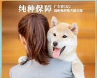 如何为你的宠物狗办理血统证（详细指南及步骤）