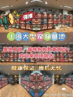 上海买宠物猫狗哪里比较安全，这里现场挑选宠物，售后安全有保障