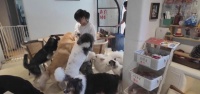 酒店“陪睡犬”日薪百元，是创新还是噱头？