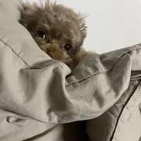 莹的萌宠们的个人主页