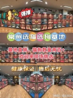 常州哪里有便宜的猫狗市场？大型宠物市场欢迎您！