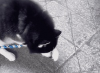 主人买臭豆腐的时候，哈士奇在旁边嫌臭还捂住鼻子，肯定很正宗吧