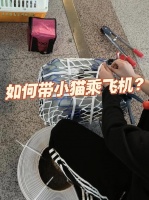 猫咪坐飞机需要什么（猫咪坐飞机注意事项）