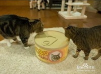猫咪尿闭治疗费用是否昂贵？