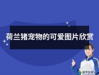 荷兰猪宠物的可爱图片欣赏