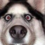 @搞笑爱犬宠物猫狗鼠喵汪星人 的个人主页