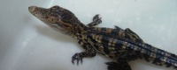 宠物鳄鱼养殖方法