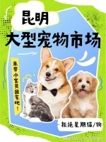 昆明哪里卖宠物猫狗的选择性多?这里安全可靠能挑选心仪的宠物